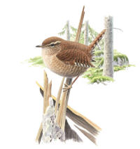 Nr.500 G�rdsmyg (Troglodytes troglodytes)