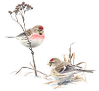 Nr.501 Gr�siska (Carduelis flammea)