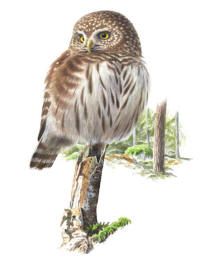 Nr.502 Sparvuggla (Glaucidium passerinum)