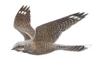 Nr.504 Nattsk�rra (Caprimulgus europaeus)