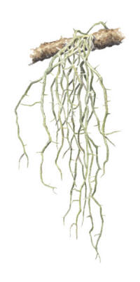 Nr.506 Ringlav (Evernia divaricata)