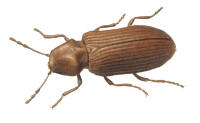Nr.507 Granbarkgnagare (Microbegma ematginata)