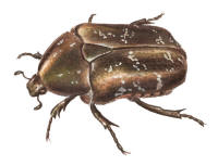 Nr.508 Brun guldbagge (Liocola marmorata)