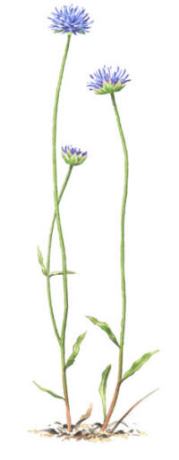 Nr.509 Bl�munkar (Jasione montana)