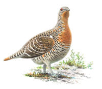 Nr.512 T j�derh�na (Tetrao urogallus)