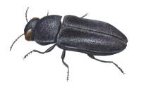 Nr.513 Svart praktbagge (Anthaxia similis)