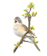 Nr.514 T�rns�ngare (Sylvia communis)