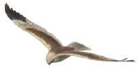 Nr.51 Brun k�rrh�k (Circus aeruginosus)