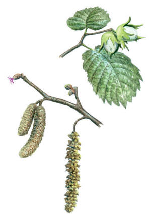Nr.523 Hassel (Corylus avellana)
