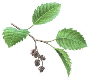 Nr.524 Gr�al (Alnus incana)
