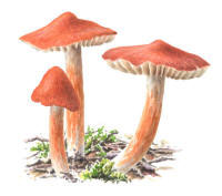 Nr.526 Tr�dvaxskivling (Hygrocybe intermedia) 