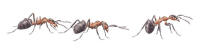 Nr.529 R�d skogsmyra (Formica rufa)