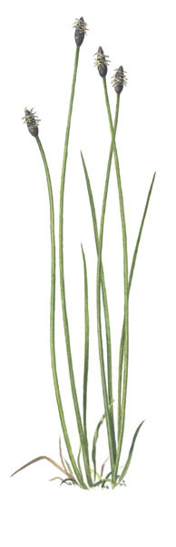 Nr.53 Agns�v (Elenocharis uniglumis)