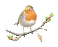 Nr.530 R�dhake (Erithacus rubecula)