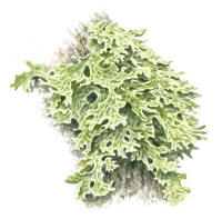 Nr.532 Lunglav (Lobaria pulmonaria)