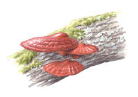 Nr.533 Lackticka (Ganoderma lucidum)