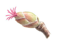 Nr.534 Hassel (Corylus avellana)
