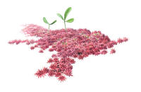 Nr.535 Purpurvitmossa (Sphagnum warnstorfii)
