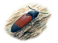 Nr.536 Halvsvart r�drock (Ampedus balteatus)