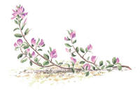 Nr.576 Pukt�rne (Ononis repens)