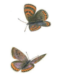 Nr.538 Violett guldvinge (Lycaena helle)