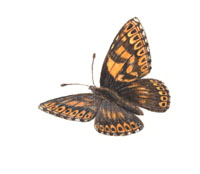 Nr.541 Gullvivefj�ril (Hamearis lucina)