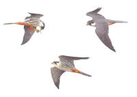 Nr.546 L�rkfalk (Falco subbuteo)