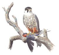 Nr.548 L�rkfalk (Falco subbuteo)