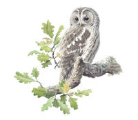 Nr.549 Kattuggla (Strix aluco)