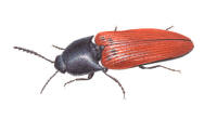 Nr.559 Bokskogsr�drock (Ampedus rufipennis)