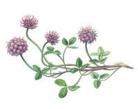 Nr.55 Smultronkl�ver (Trifolium fragiferum)