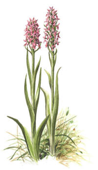 Nr.567 �ngsnycklar (Dactylorhiza incarnata)