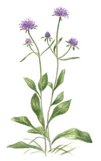 Nr.568 �ngsv�dd (Succisa pratensis)