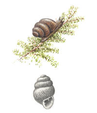 Nr.570 Kalkk�rrsgrynsn�cka (Vertigo geyeri)