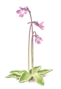 Nr.571 T�t�rt (Pinguicula vulgaris)