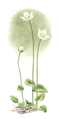 Nr.573 Sl�tterblomma (Parnassia palustris)