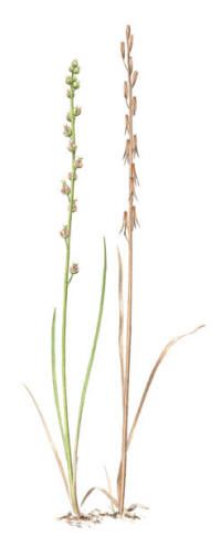 Nr.574 K�rrs�lting (Triglochin palustre)