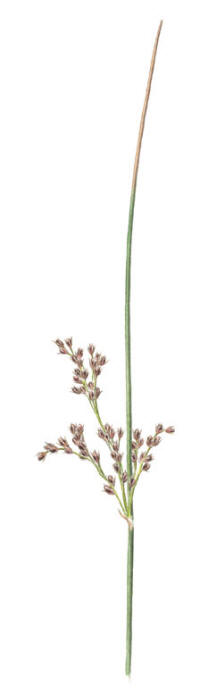 Nr.575 Bl�t�g (Juncus inflexus)