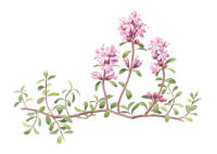 Nr.576 Backtimjan (Thymus serpyllum)