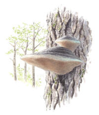 Nr.579 Stor aspticka (Phellinus populicola)