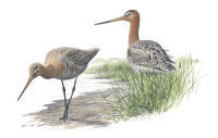 Nr.57 R�dspov (Limosa limosa)