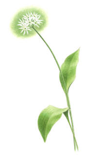 Nr.580 Ramsl�k (Allium ursinum)