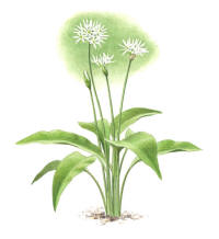 Nr.581 Ramsl�k (Allium ursinum)