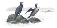 Nr.58 Storskarv (Phalacrocorax carbo)