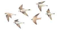 Nr.598 Backsvala (Riparia riparia)