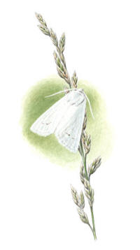 Nr.599 Vitt str�fly (Chortodes morrisii)