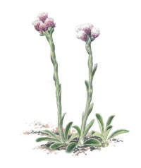 Nr.5 Kattfot (Antennaria dioica)