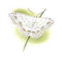 Nr.604 Prydlig l�vm�tare (Scopula ornata)