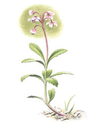 Nr.605 Ryl (Chimaphila umbellata)