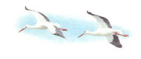 Nr.607 Vit stork (Ciconia ciconia)